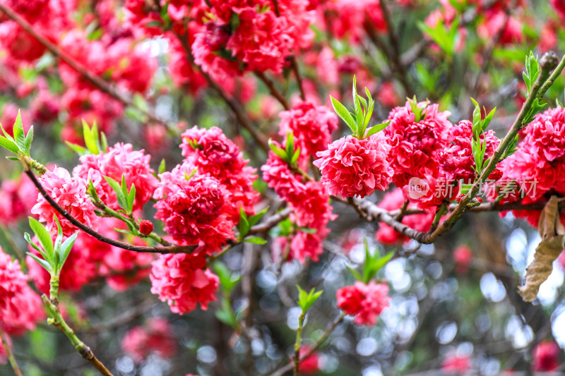 重瓣桃花