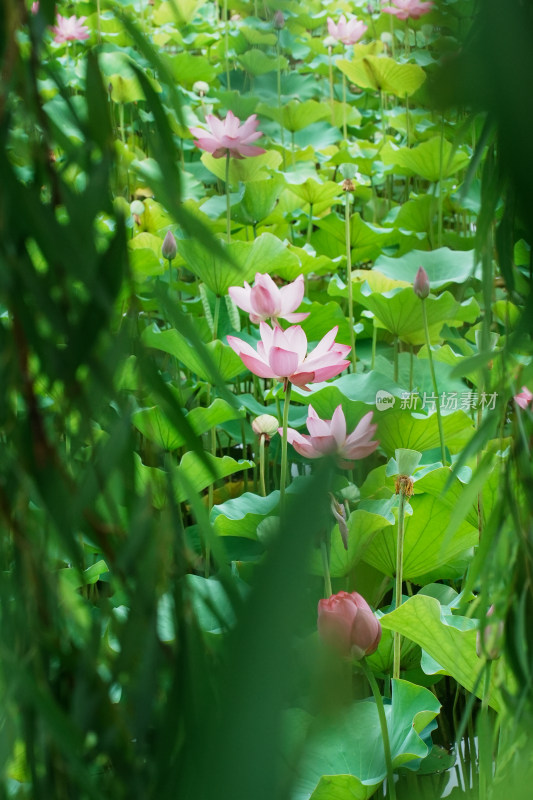 北京圆明园荷花