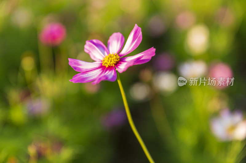 花卉盆景格桑花花花草草