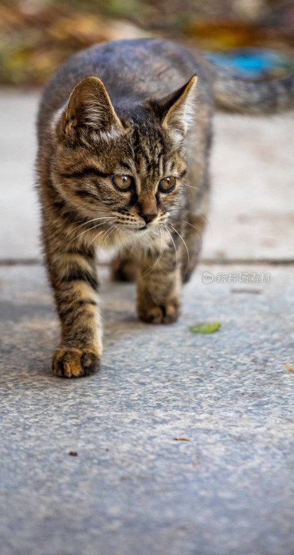 猫科动物猫咪特写