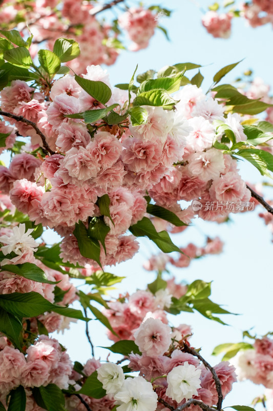 北京朝阳公园樱花