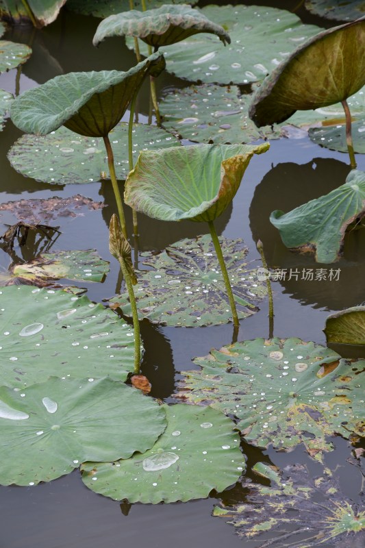 广东东莞：荷花池里荷叶田田 荷花盛开