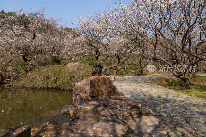 赏梅胜地苏州香雪海梅花盛开春意浓