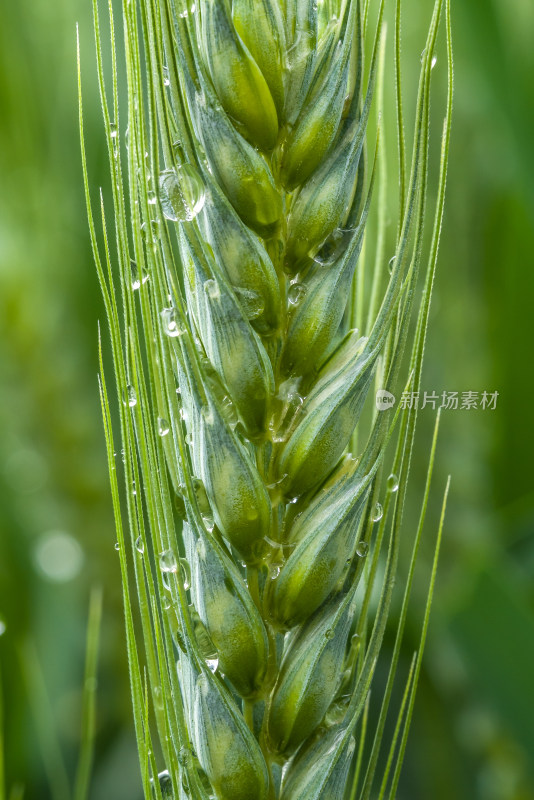 小麦开花麦穗麦子粮食丰收希望谷雨小满