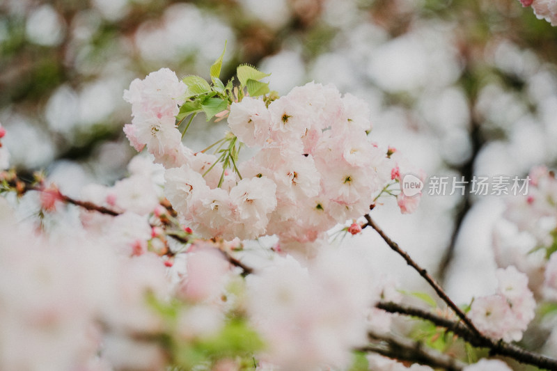 武汉东湖樱花园