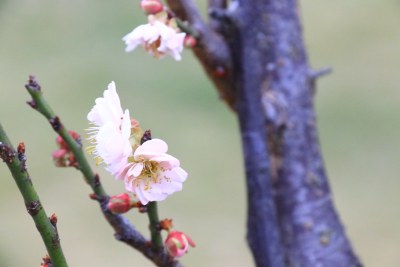 粉红梅花