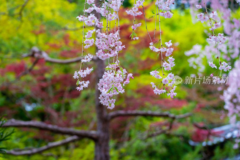 樱花盛开