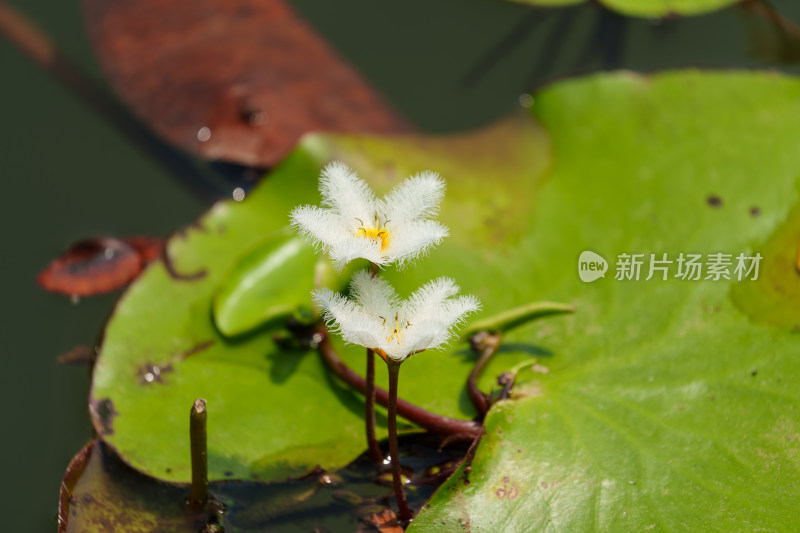 水生植物金银莲花的花朵