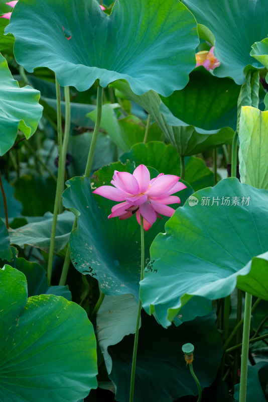 夏日池塘荷花