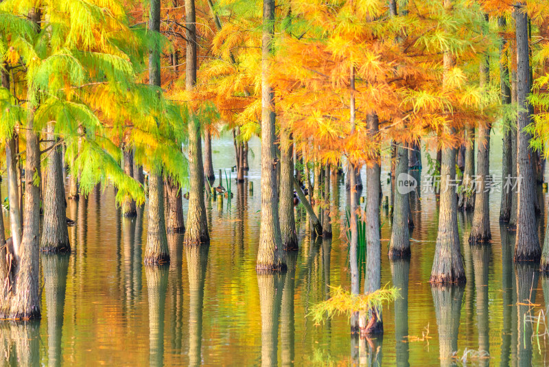 成都白鹭湾湿地公园水杉秋景