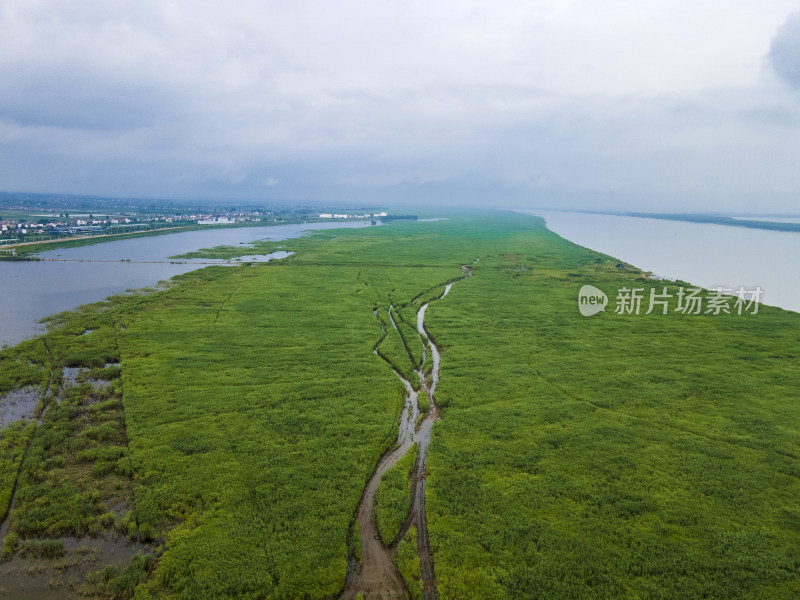 湖南岳阳芦苇荡航拍摄影图