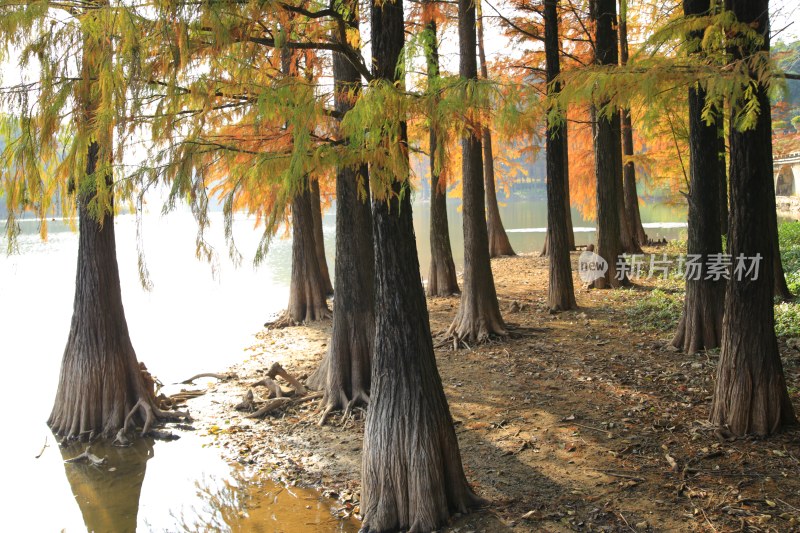 水边成排水杉树秋景