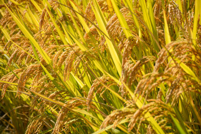 阳光金黄色的水稻田