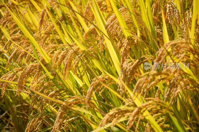 阳光金黄色的水稻田