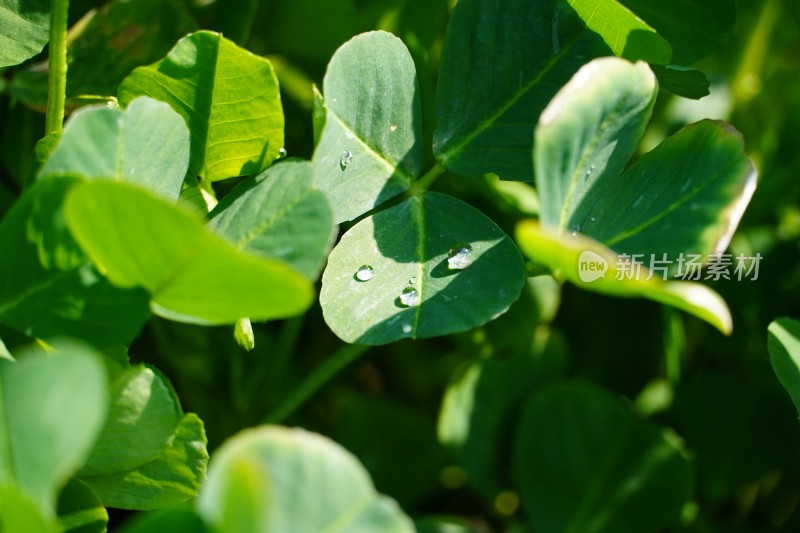 植物露水