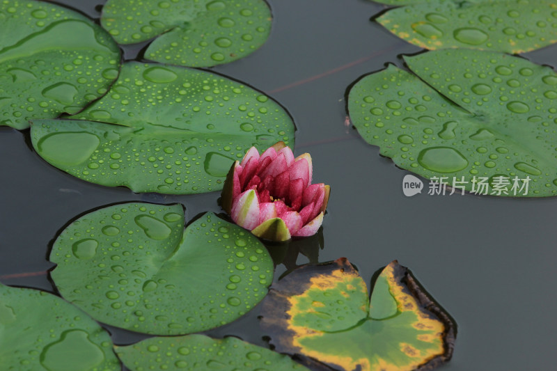 夏日水中莲花盛开