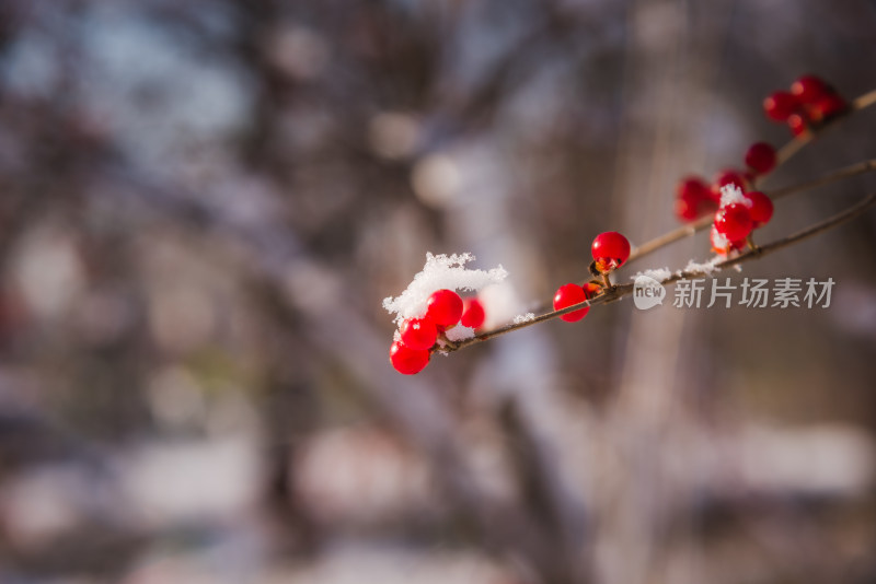 冬日红色浆果上的雪花背景