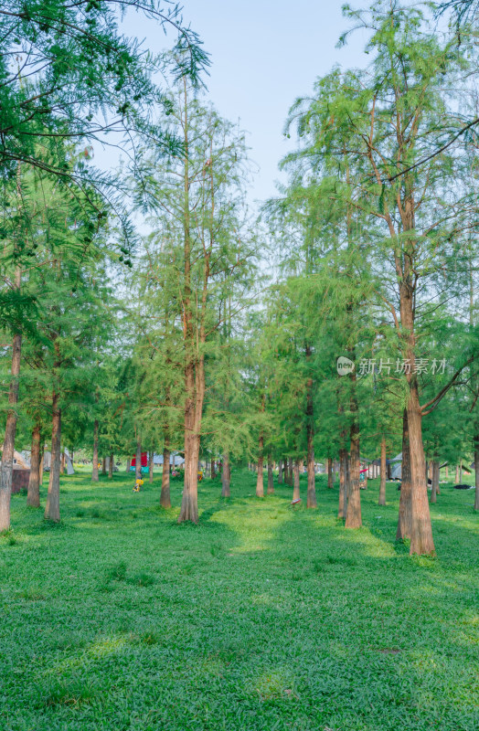 广州大学城露营地公园绿色树林草坪草地