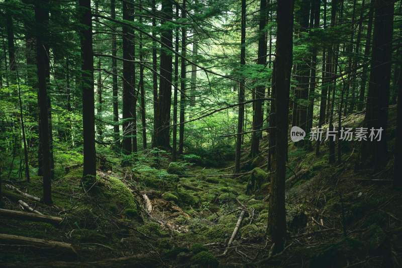 大自然森林树木旅行徒步野营