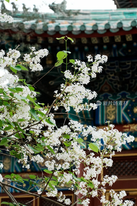 北京北海公园团城风景