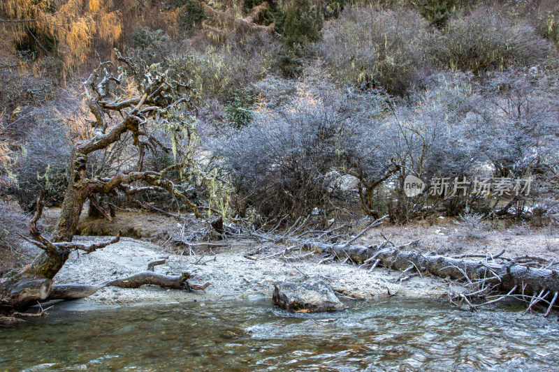 冬天霜雪覆盖下的枯树与溪流