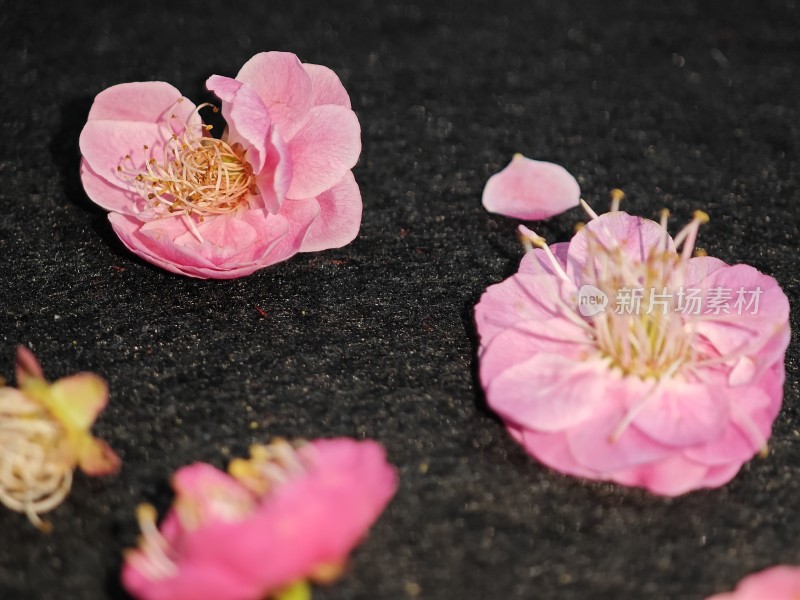 地面上的粉色花朵