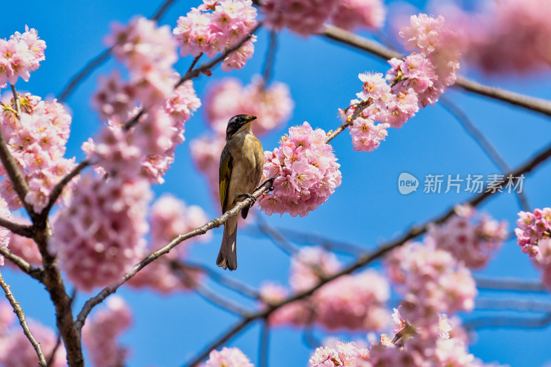 春天的樱花与小鸟