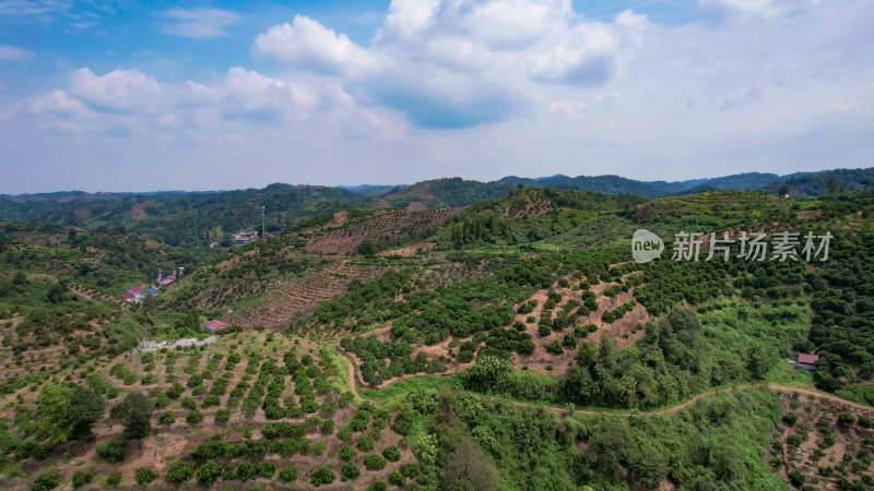 山川丘陵水果种植水果基地航拍