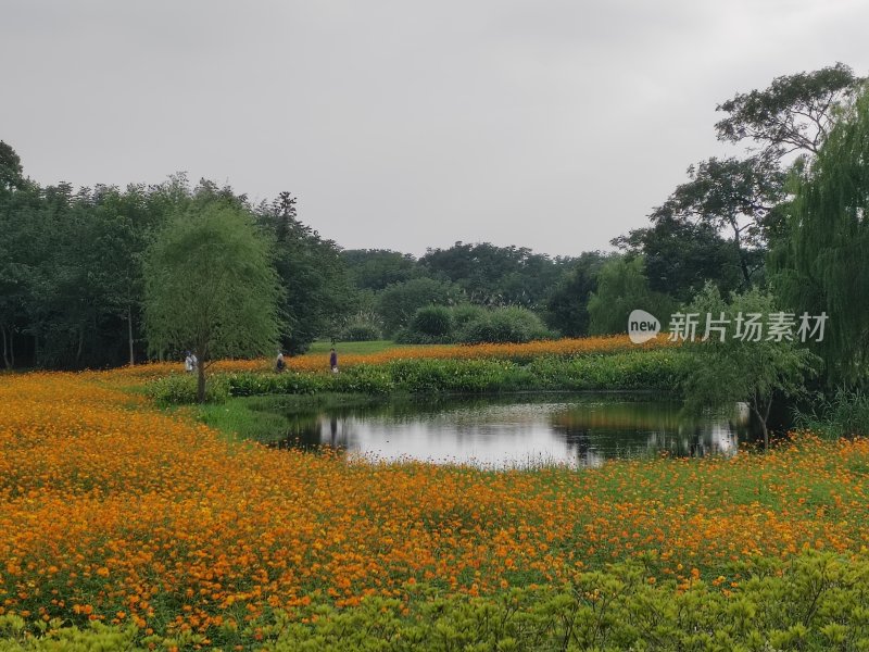 户外池塘边大片橙色花田自然风景