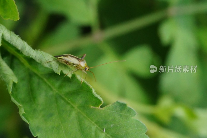 草丛中以花蜜为食的昆虫