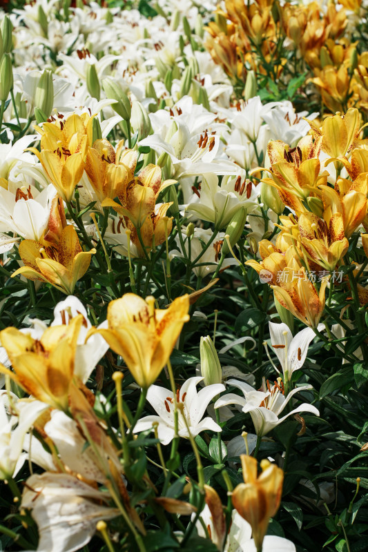 北京花乡公园百合花