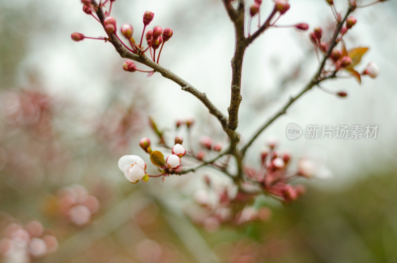 春天长出花芽逐渐开放的紫叶李