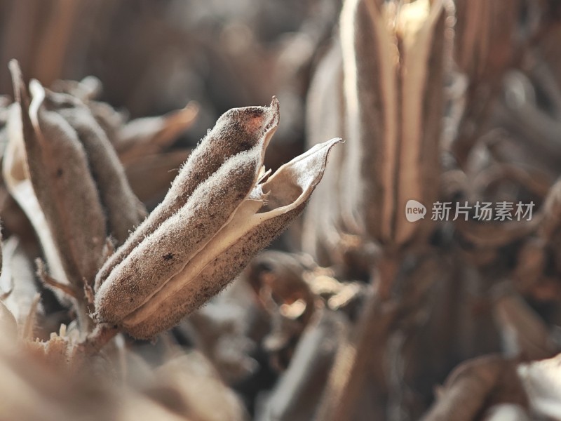 枯萎植物特写尽显秋日萧瑟之态