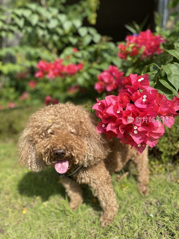 花丛中的狗狗