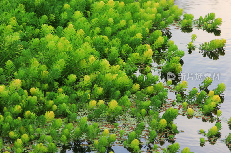 狐尾藻水草水生植物绿色背景