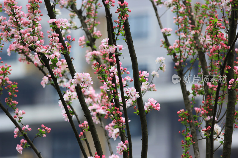 春天的鲜花海棠，垂丝海棠