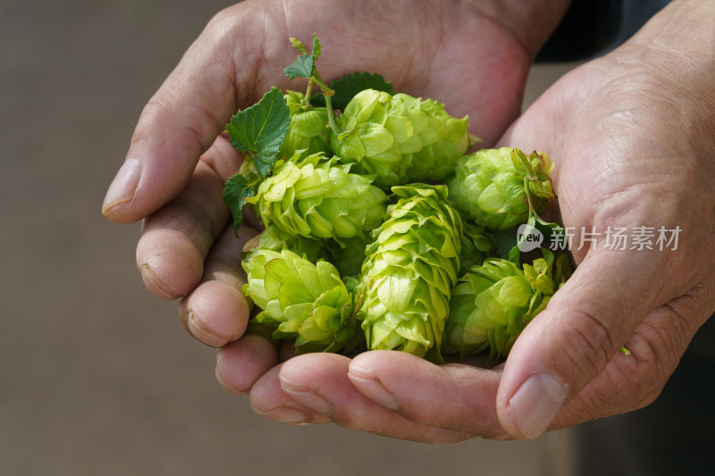 中国东北八月份的啤酒花