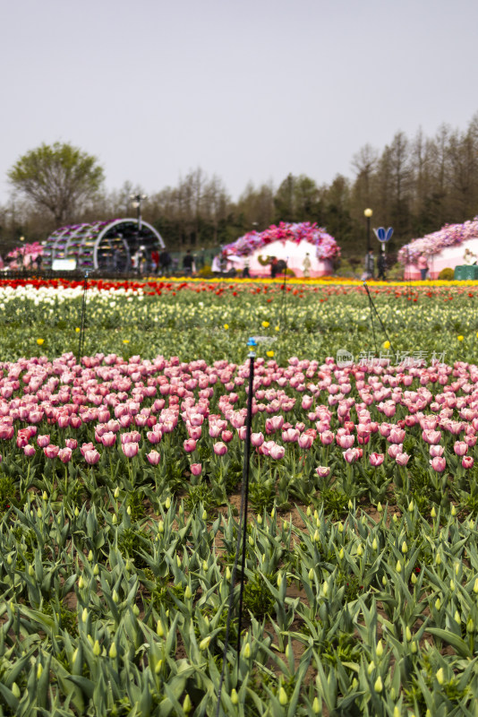 江苏盐城荷兰花海郁金香盛开