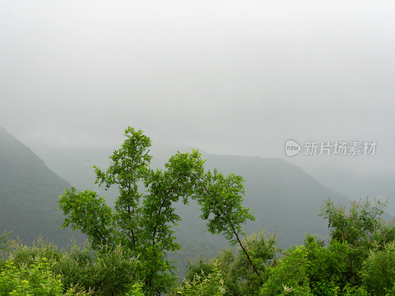 大山雨雾中的绿色灌木