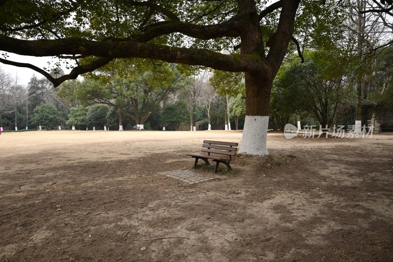 公园大树下的长椅场景