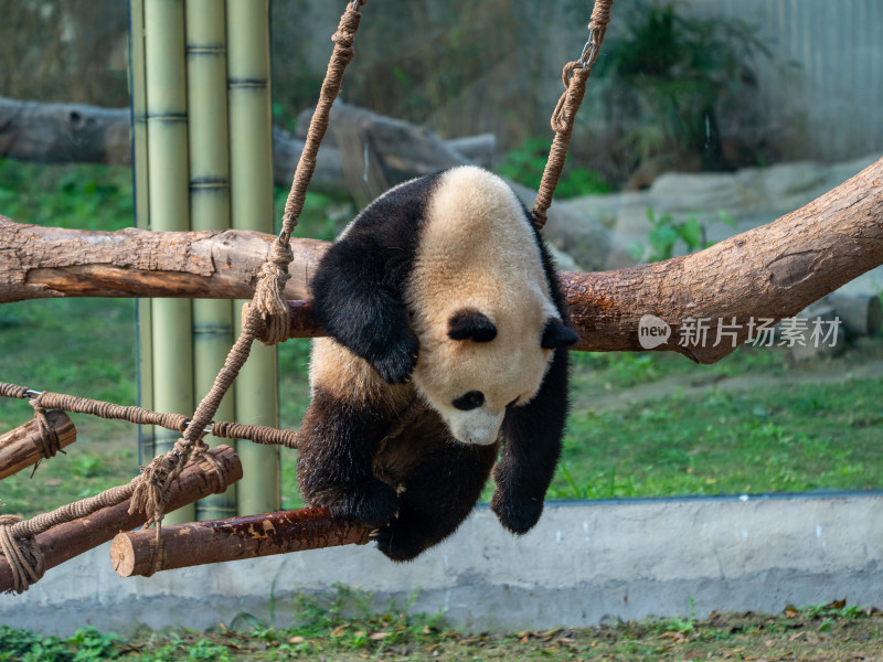 重庆动物园大熊猫