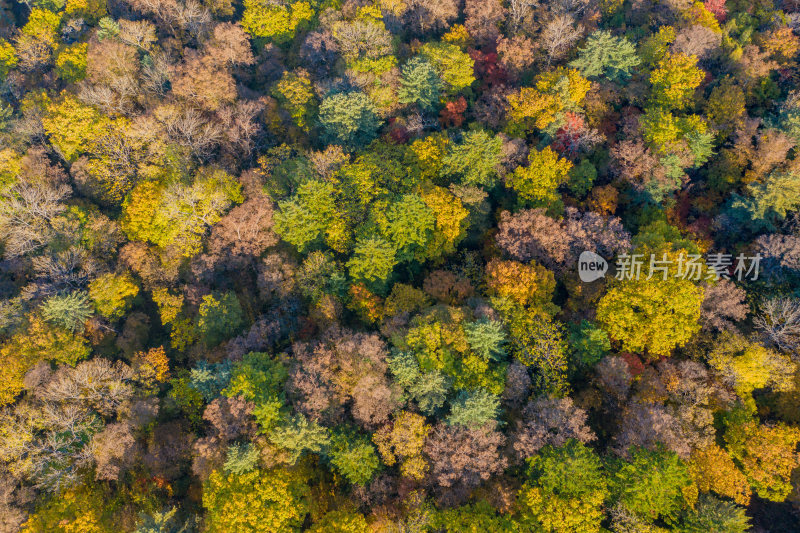 秋季多彩森林