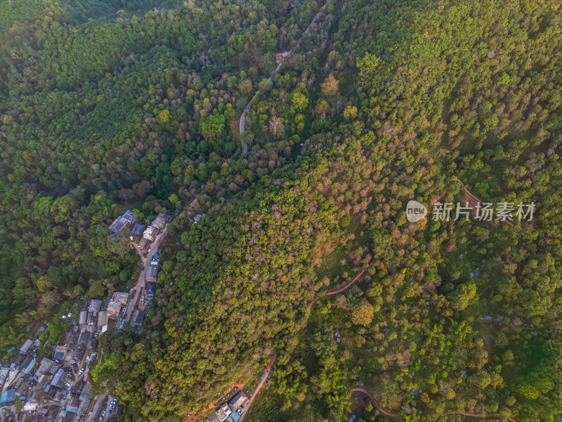 航拍被森林环绕的景迈山村庄全景