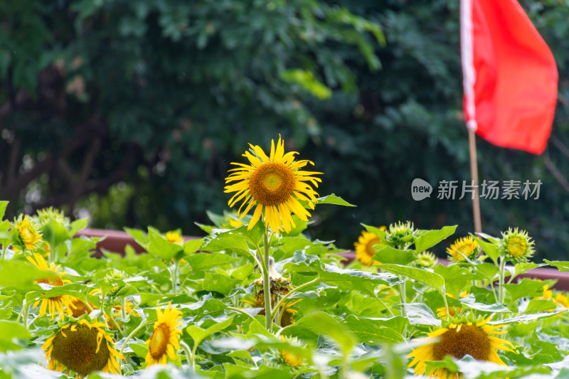 福州花海公园向日葵