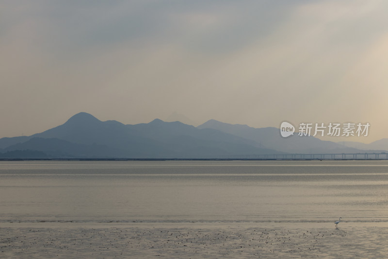 深圳湾候鸟群