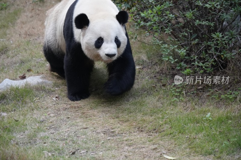 行走中的大熊猫