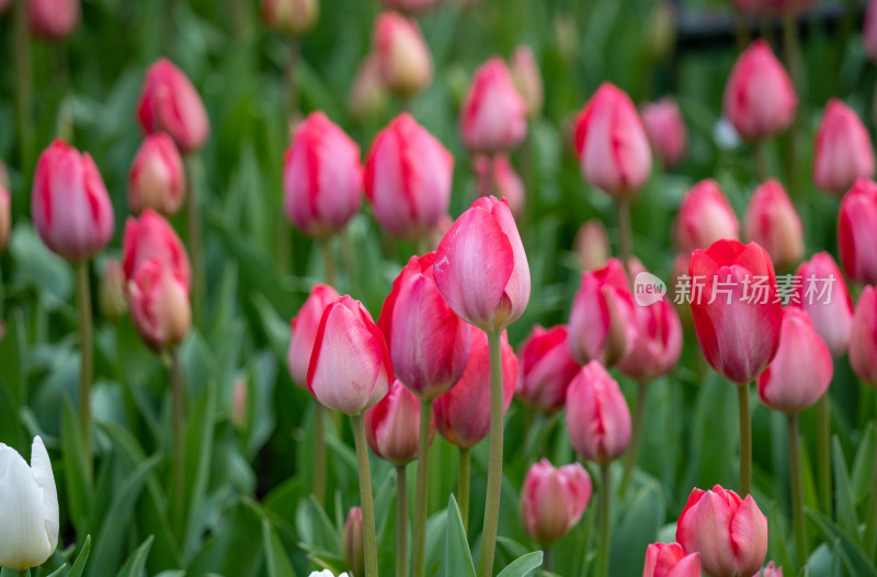 色彩鲜艳的粉色郁金香花海