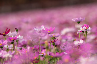 夕阳下的格桑花或波斯菊