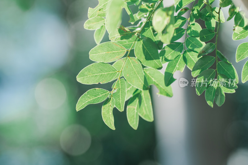 生长的植物叶子