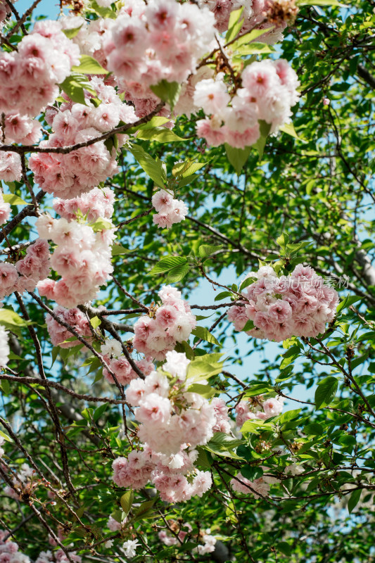 北京朝阳公园樱花